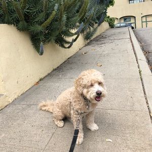 Meet your Posher, Alaina